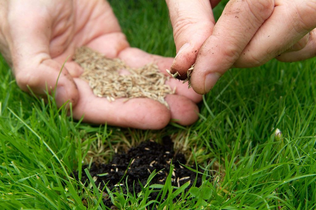 Guide to Reseeding Your Lawn