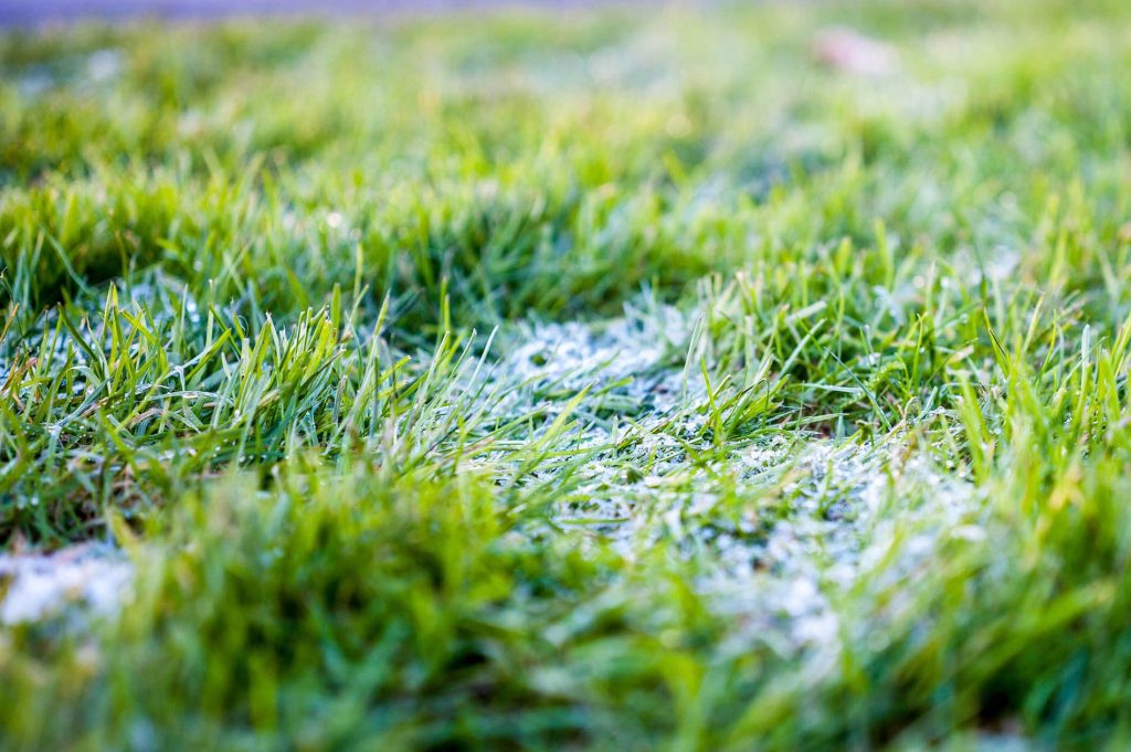 Guide to Winter Lawn Care