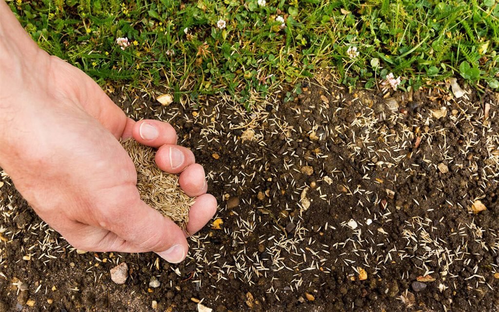start lawn from seed
